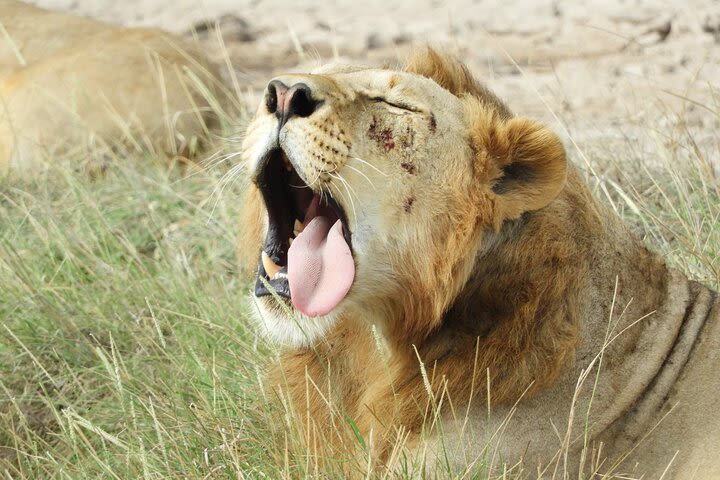 Amboseli Day Tour from Nairobi image