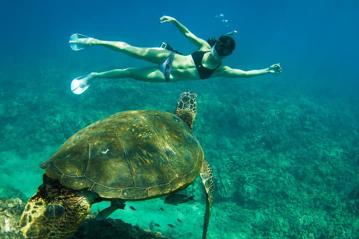 Three Hour Snorkel Adventure with Scooter in Hawaii  image