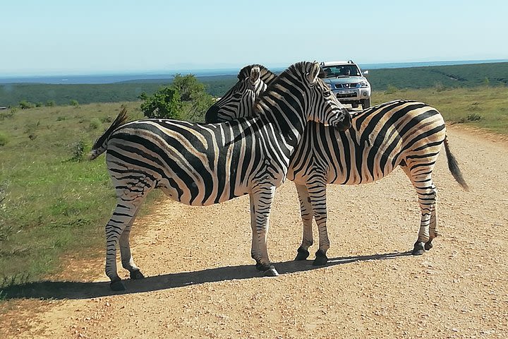 Addo Elephant Park Day Safari from Port Elizabeth  image