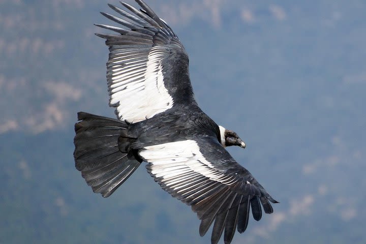 Full Day Condor Viewpoint & Inca Sites Tour - Private Service image