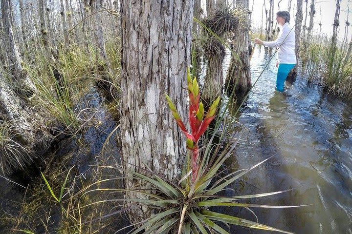 Small Group Full Day Everglades: Biologist led wet walk + Two 1-Hour Boat Trips  image