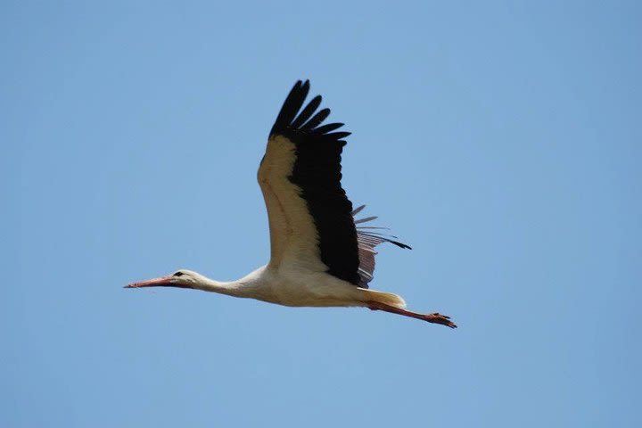 Small Group Tour Bird Watching in Unique Nature Reserve  image