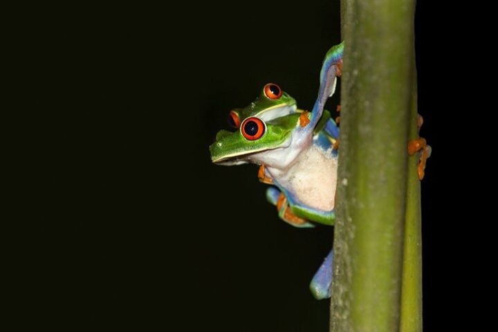 Rainforest Night Walk  image