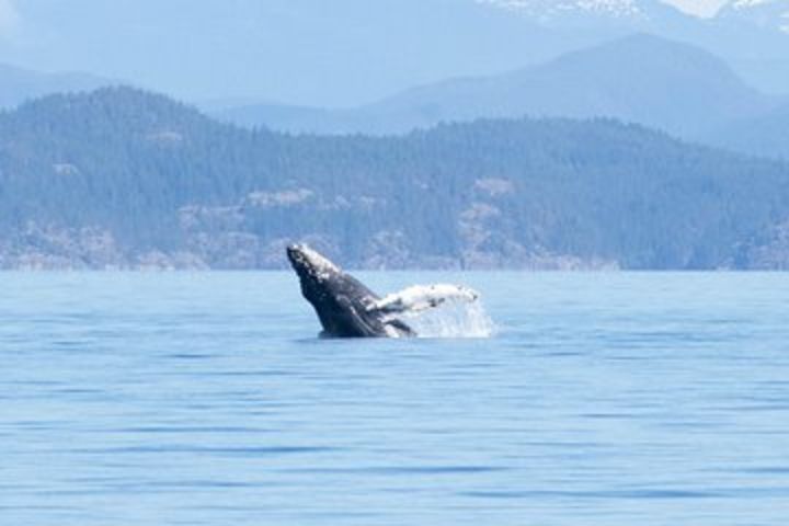 6 Hour Whale Watching image