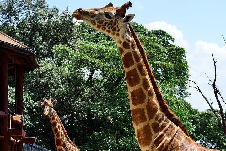 8 Hours Karen Blixen, Elephant Orphanage & Giraffe Center + Lunch image