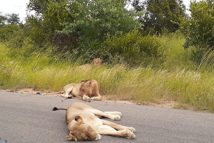 Kruger National Park Explorer image