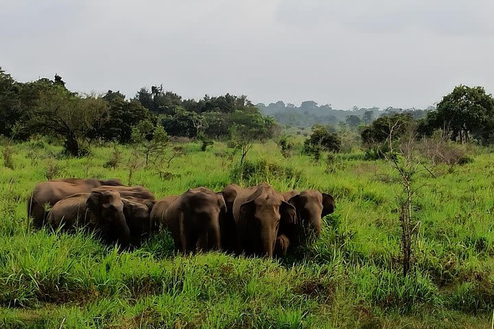 Wildlife Safari to Madhuru Oya National Park with Tourist Ceylon Tour image