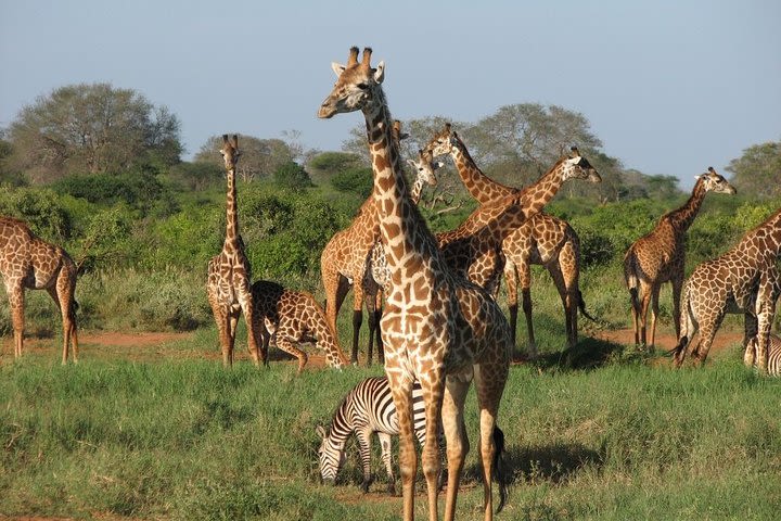 Tsavo West National Park 2 Days 1 Night Safari image