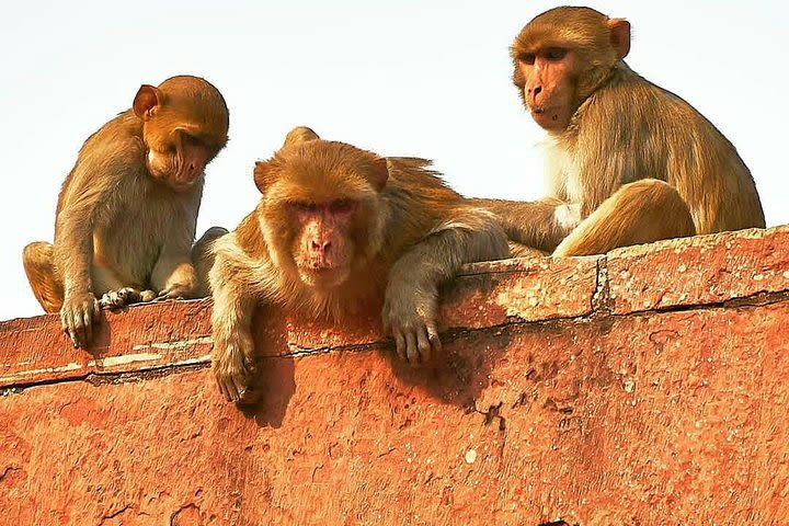 Skip The Line: Taj Mahal Sunrise Tour from - Delhi image