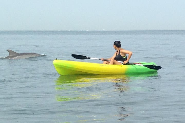 Small Group Dolphin Kayak Eco-Tour image