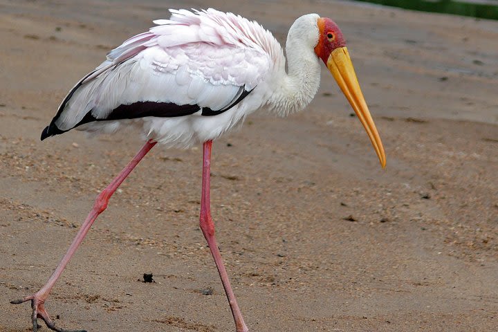 4 Hours Bird Watching in Mount Nyiragongo image