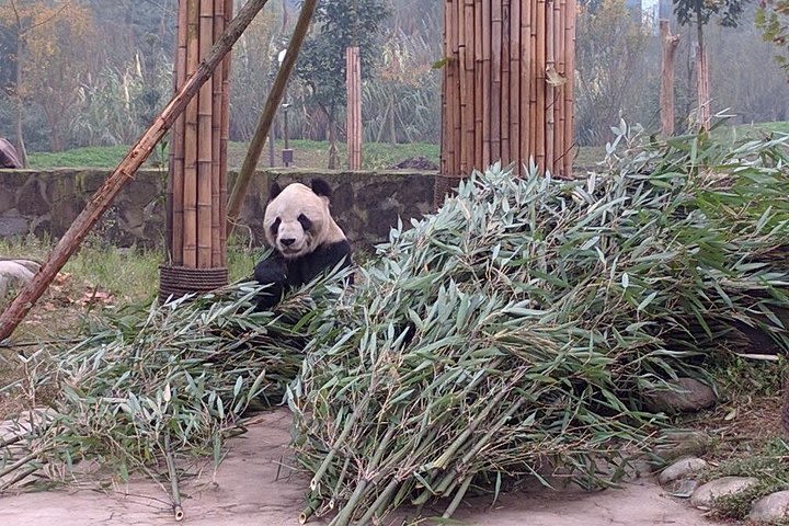 Dujiangyan Panda Base and Mt.Qingcheng one day tour  image