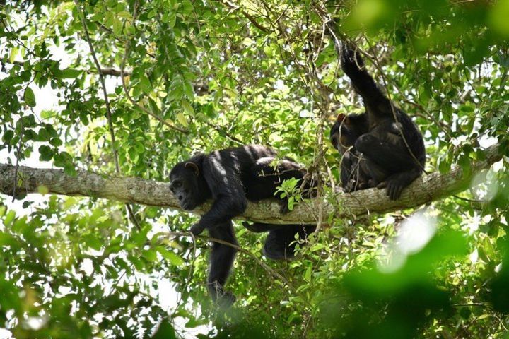 Experience Chimpanzee Trekking in Budongo Forest image