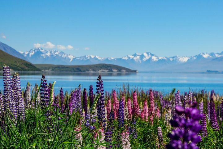Mt Cook to Lake Tekapo Scenic Transfer image