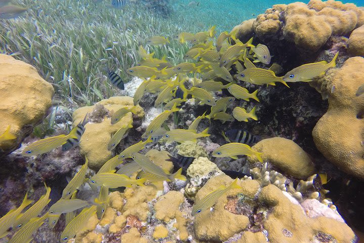 Amazing Shore Snorkel & Taco Workshop  image