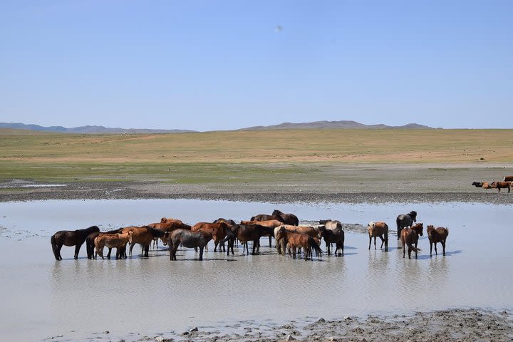 2 day Central Mongolia  image