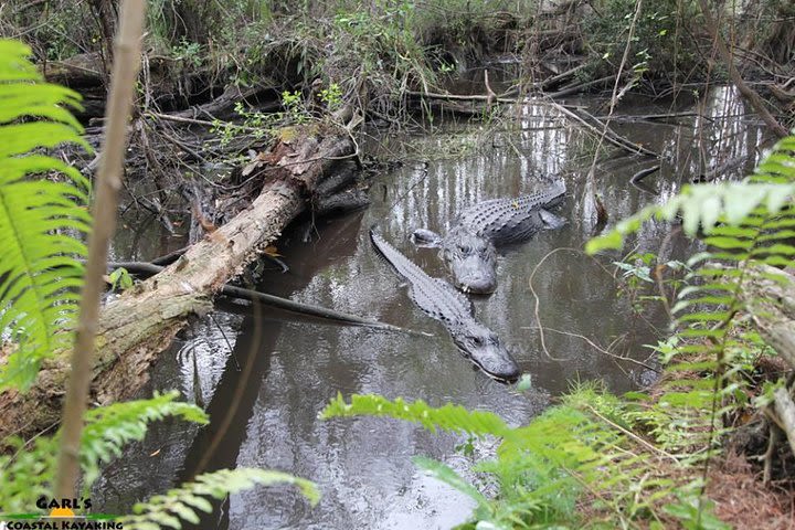 Full-Day Kayak Adventure in the Everglades image