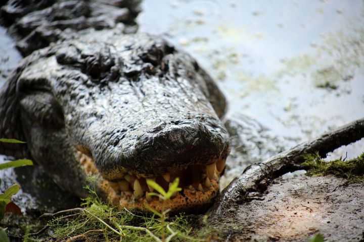 New Orleans Swamp Tour image