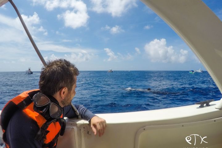 Swim with Whale Sharks in Cancun image