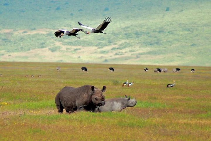 Tarangire & Ngorongoro Safari ~ 2 Days image