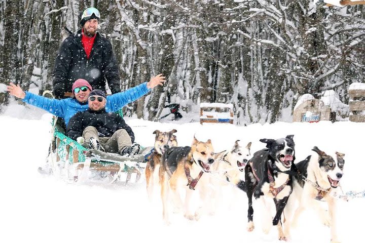 Dog sledding with lunch image