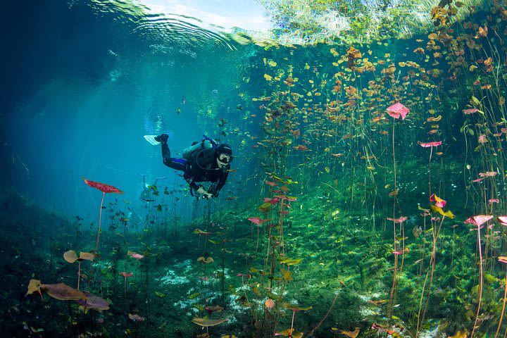 Go Dive Cenotes in Tulum image