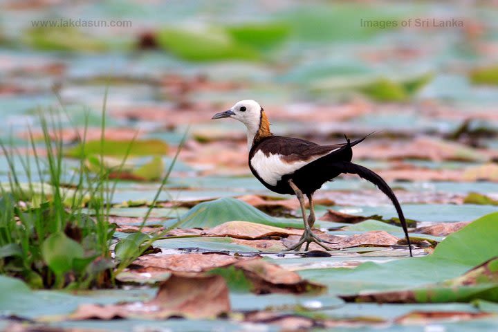 River Cruise for Birds Watching in Galle image