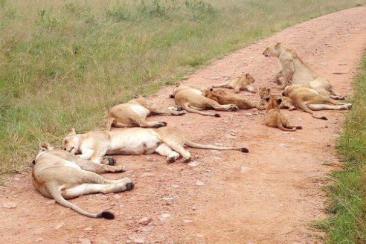 2-Day Private Guided Safari of Lake Nakuru Park from Nairobi image