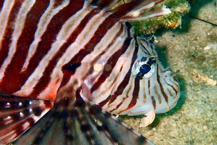 Night dive from the beach (start at Koh Mak) image