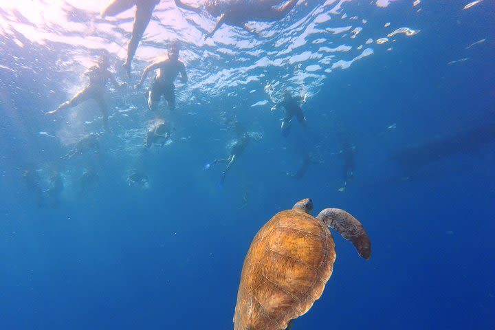 Snorkeling and Boat Tour in a Turtle Area image