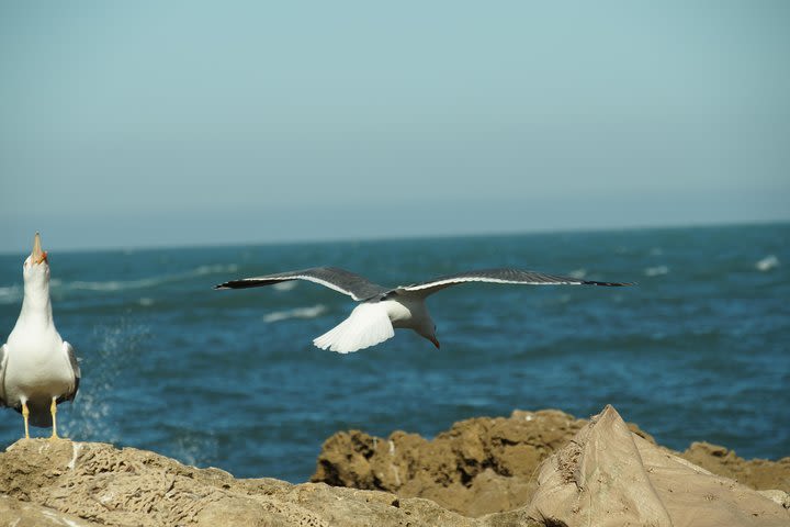 Private day trip from Marrakech to Essaouira, the historic Mogador image