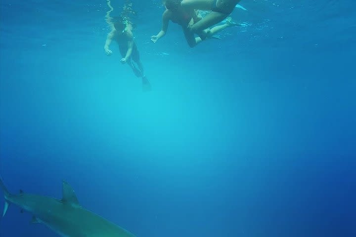 Swim with Sharks (cage-free) image