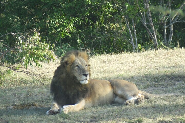 7-Day Small-Group Hunting Dogs Safari from Nairobi image