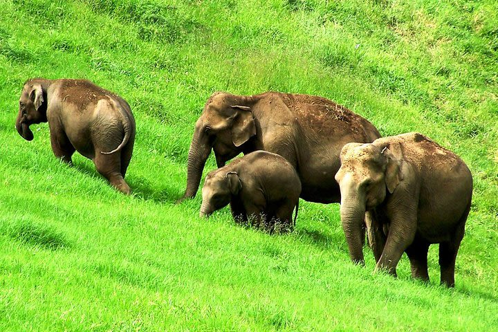 Munnar Site-seeing Tour image