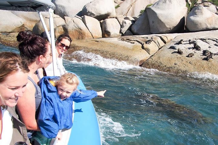 Seal Island Boat Tour from Victor Harbor image
