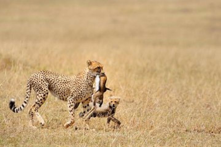 5 Day Serengeti, Tarangire, & Ngorongoro & Manyara Grass Root Safari. image