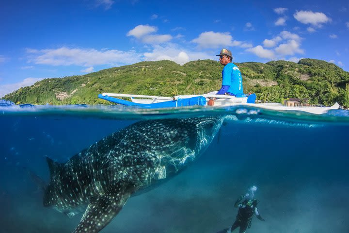 Oslob Whale Shark Watching + Bluewater Sumilon Island Day Tour image