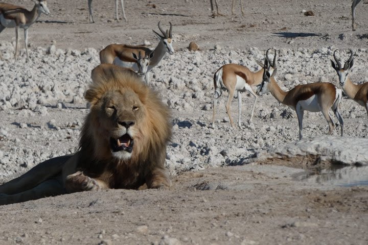 3 Day Desert Trail: Central Kalahari Game Reserve - WildCamping Safari image