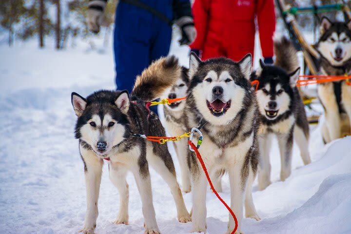 Small-Group Husky Mushing Experience in Rovaniemi image