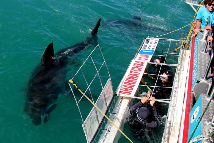 Gansbaai Shark Cage Diving & Penguin Adventure image