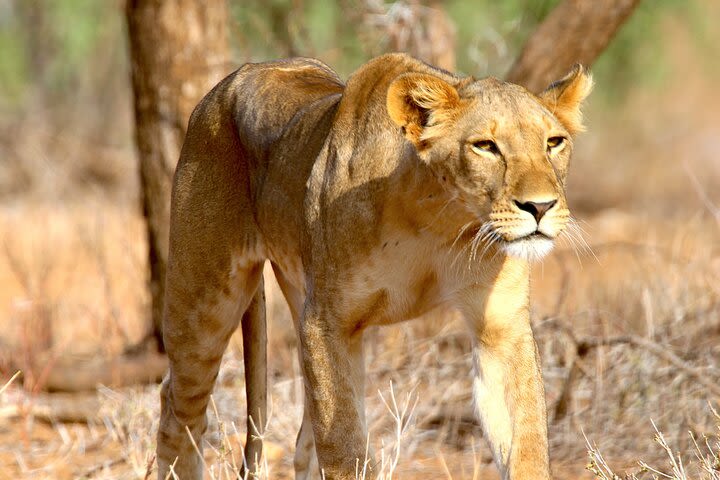 Tarangire National Park Day Tour image