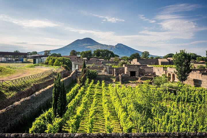 Vesuvius, Pompeii (private guide),vineyards and winery tour, lunch wine taste . image