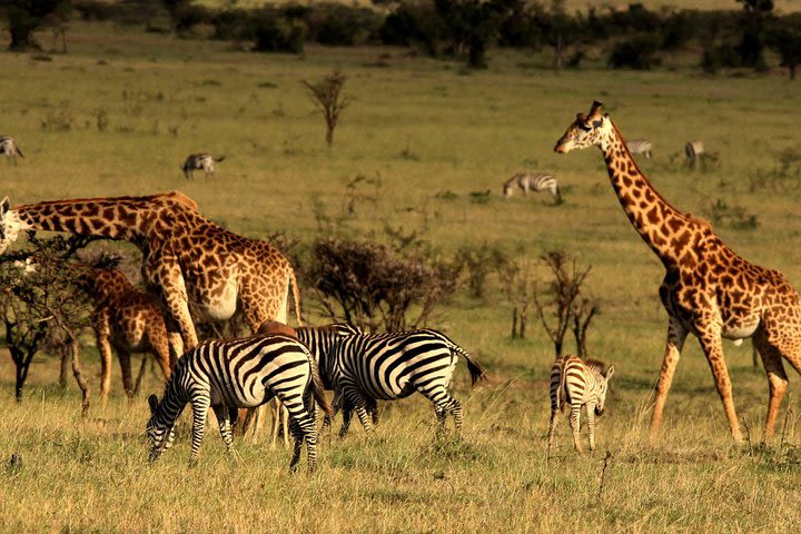 Airport Transit Tour to Nairobi National Park & Girrafe Center image