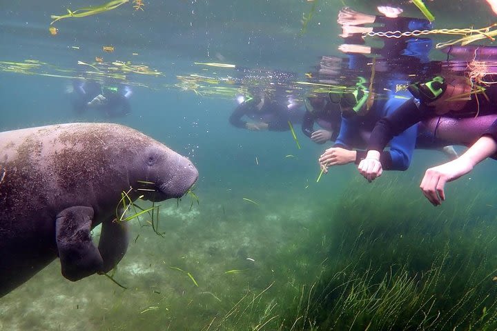 Crystal River Manatee Swim in Kings Bay National Wildlife Refuge image