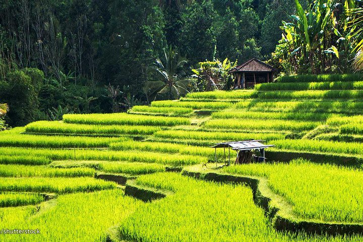 Ubud – Tanah Lot Tour image