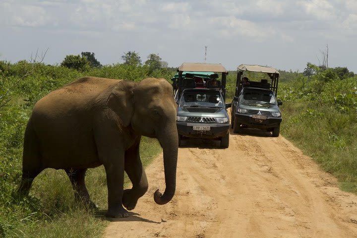 Private Tour: Udawalawe National Park Safari image