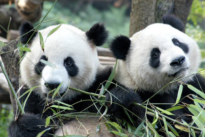 Private Half-Day Chengdu Panda Breeding Center Tour with Optional Volunteer image