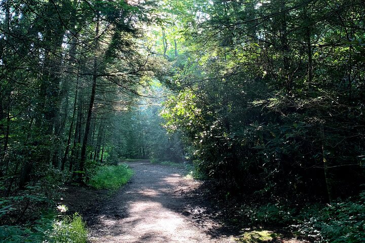 Forest Bathing & Nature Therapy Walk image