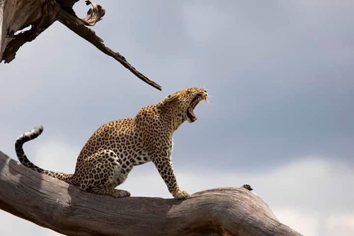 5-Day Maasai Mara and Ol Pejeta Conservancy Guided Safari image