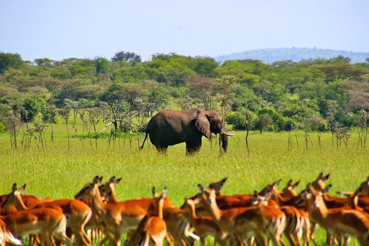 3 Days Mikumi and Udzungwa Trekking Safari in Tanzania image